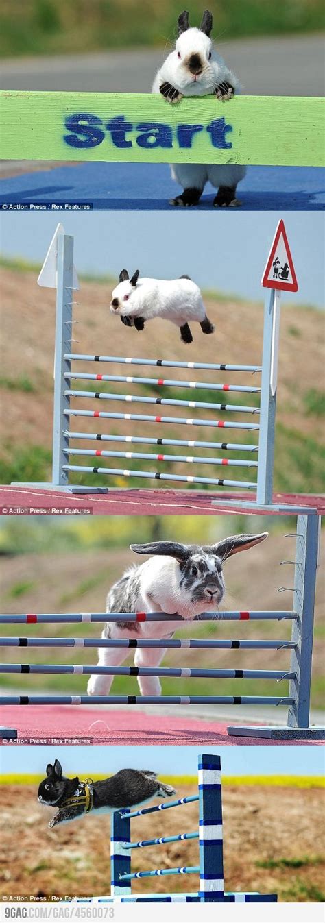 High Jump Rabbits Show Rabbits Cute Animals Pet Rabbit