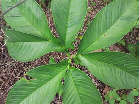 Tanaman porang ini berisi konten tentang informasi porang dari benih, pembibitan, penanaman dan. Acung Jaya: Porang (Amorphopallus Oncophillus)