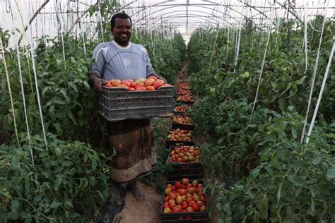 إعمار اليمن ينهض بقطاع الزراعة في اليمن معين برس صحيفة إلكترونية مستقلة شاملة