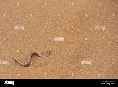 Saharan Horned Viper Snake In The Sand Stock Photo Alamy