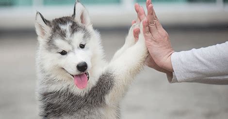 As your husky puppy gets older you can take them for short informal walks allowing them to sniff and explore and get used to being on a leash. 7 DON'Ts of Puppy Training