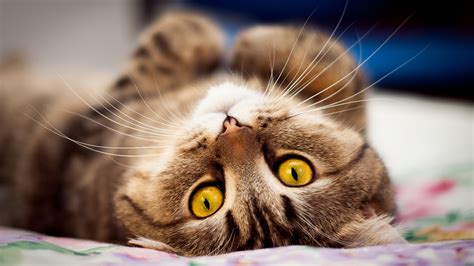 Yellow Eyes Cat Lying On Bed High Definition Wallpapers HD Wallpapers