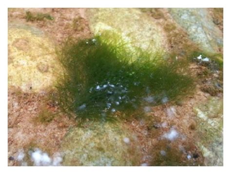 A Cladophora Algae In Situ In Fresh Water Pond B Light Micrograph