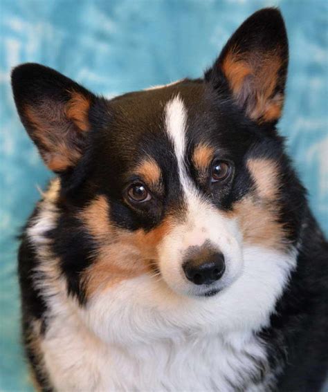 Search for rescue dogs for adoption. Corgi Dogs For Adoption Near Me | PETSIDI