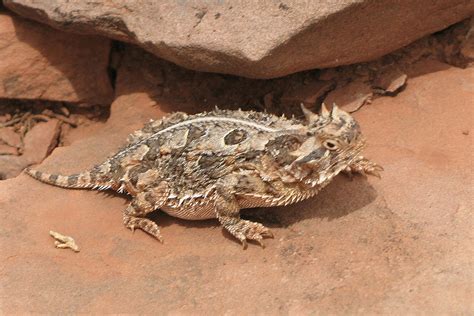 Texas Horned Lizard Image Abyss