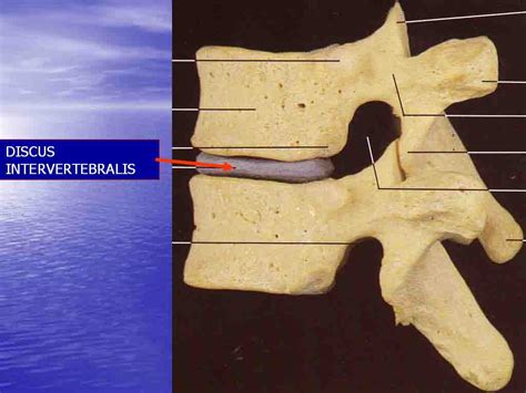 Tulang ekor sakit saat bangun dari duduk, kenapa? Anike Putri Mardani: ANATOMI TULANG MANUSIA