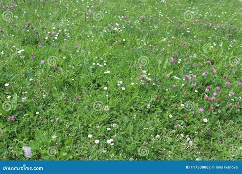Grassland With Flowers Stock Photo Image Of White Holiday 117530062