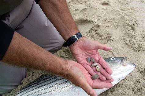 Sand Fleas And Stripers Key To The Summer Surf The Fisherman