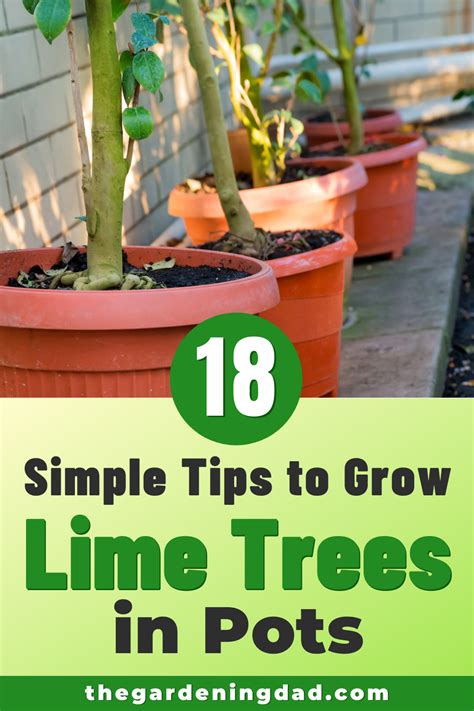 How To Grow Lime Trees In Pots 10 Easy Tips Potted Trees Lime Tree