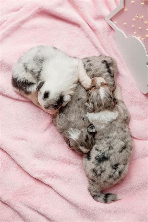 Newborn Puppy Australian Shepherd Puppy Stock Image Image Of