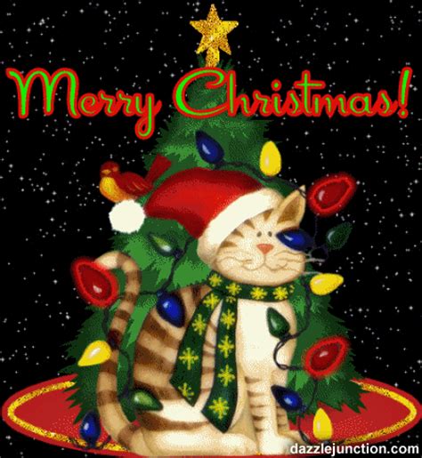 65 free christmas photos you can use commercially. merry catmas | Tumblr