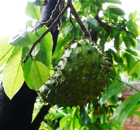 Introduction of soursop fruit farming: How to Treat Cancer with Soursop Tea / Graviola Tea | HubPages