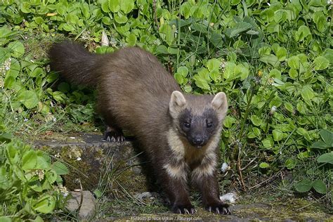 Pine Martens Released Into The Forest Of Dean Return Of The Pine Marten