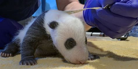 Watch National Zoos Panda Cub Gets First Vet Exam Wtop News