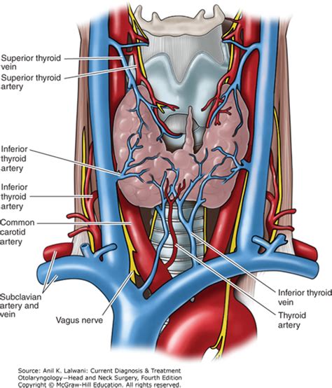 Disorders Of The Thyroid Gland Current Diagnosis And Treatment