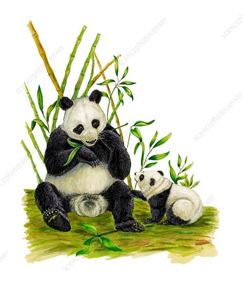 Giant Pandas Illustration Stock Image C0303824 Science Photo