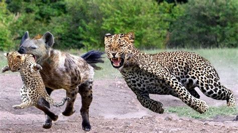 Hyena Vs Leopard Fight To Death The God Cant Help Mother Leopard