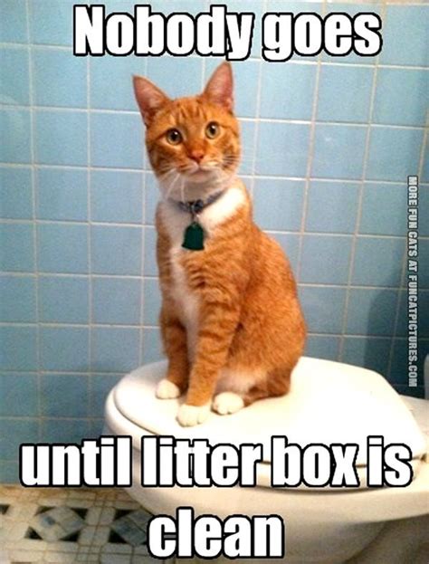 These funny cats are hired to make you laugh in these videos. Litter Archives | Fun Cat Pictures