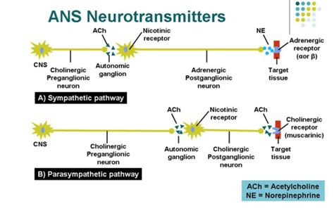 Question On Nicotinic And Muscarinic Receptors If An