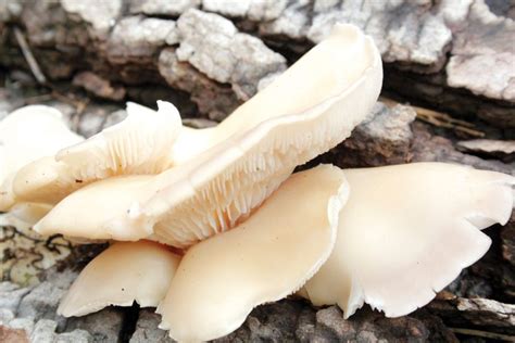 Hunting Fall Oyster Mushrooms Omaha Magazine