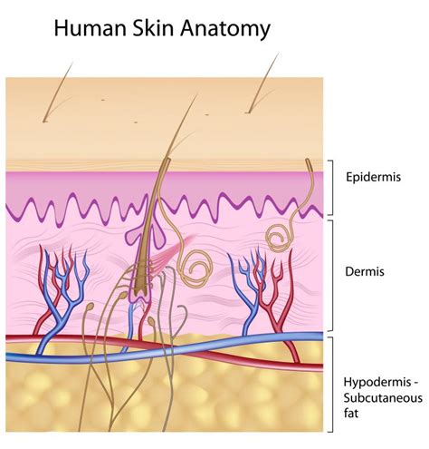 What Is The Hypodermis With Pictures