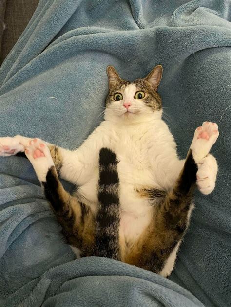 40 Of The Derpiest Cats Caught On Camera