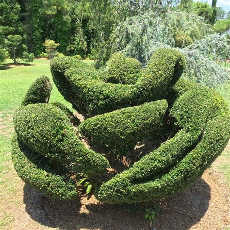 Pearl Fryar Topiary Garden Garden In Bishopville