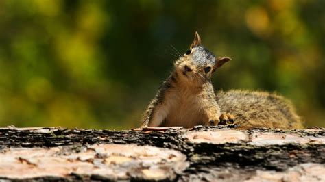 Squirrel Facts Mental Floss