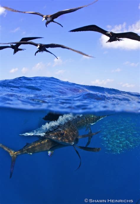 Sailfish Isla Mujeres Mexico 2012 Blue Sphere Media