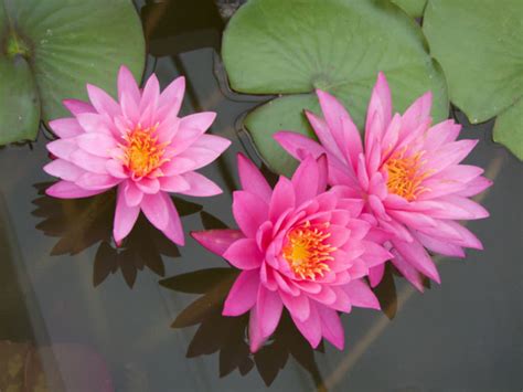 How To Grow And Care For Water Lilies World Of Flowering Plants