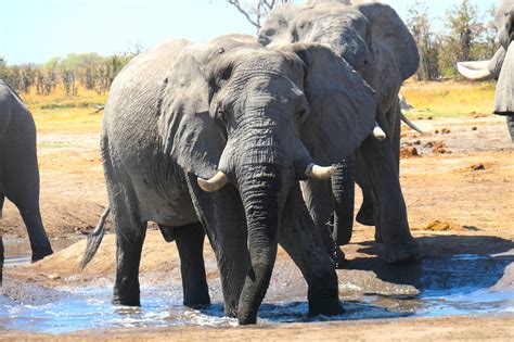 Animals Of Botswana What Are Africas Big 5 On Safari Brave Africa