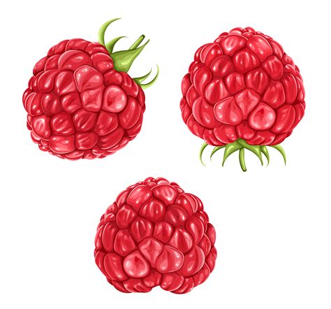 Raspberries Png Clipart Picture Gallery Yopriceville High Quality