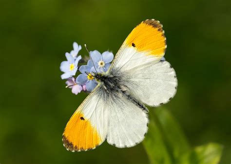 Take Part In The Big Butterfly Count 2020 And Help To Protect The Species