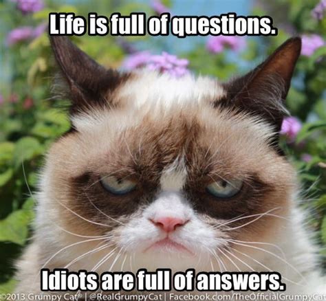 1000 Images About Grumpy Cat Rocks On Pinterest Grumpy Cat Grumpy