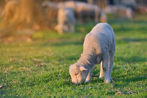 5 Reasons Lambs Are Really Just Baby Unicorns Chooseveg