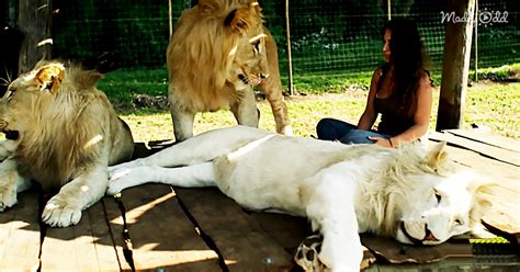 Or Lazmi Has Raised These Lions Since They Were Cubs Now They Treat
