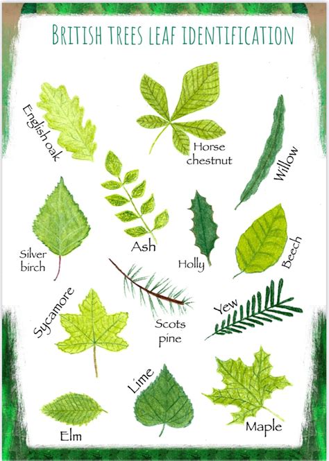 British Tree Leaf Identification Printable Nature Resource Nature
