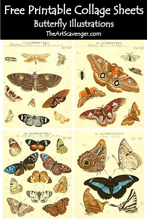 Free Printable Butterfly And Moth Collage Sheets — The Art Scavenger
