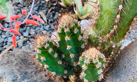 How To Propagate Cactus A Prickly Process Epic Gardening