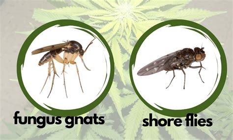 Fungus Gnats On Cannabis How To Identify And Stop Them For Good