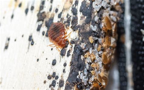 Key To Spotting Bed Bugs Problems In Your Jacksonville Home