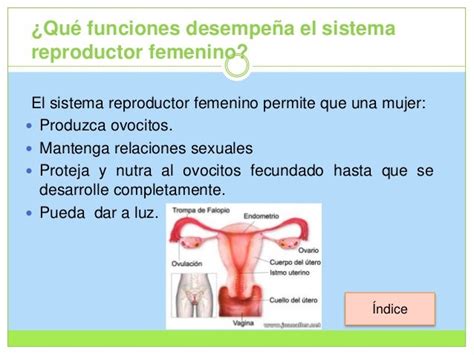 Example Funcion Del Sistema Reproductor Masculino  Lena