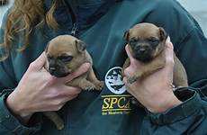 rescued pets spca puppies animal monterey suspected grove hoarder pacific rescue county