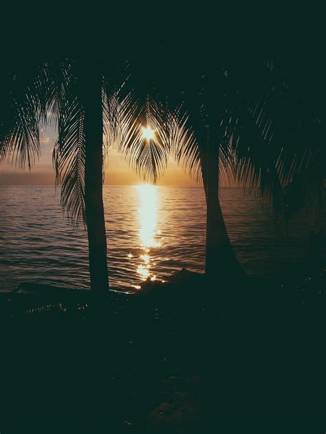 Hd Wallpaper Photo Of Two Coconut Trees On Beach At Sunset Backlit