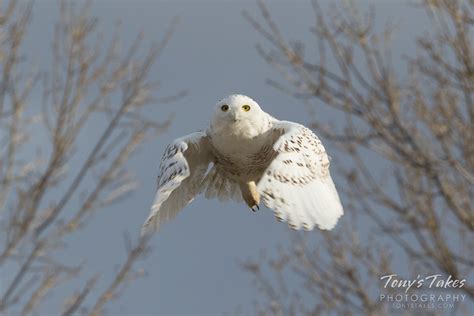 Snowy Owl Takes Flight Tonys Takes Photography