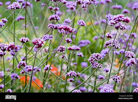 Verbena Bonariensis Purple Flower Head Bish Stem Stock Photo Alamy