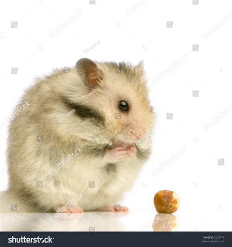 Hamster Standing Up In Front Of A White Background And Looking A Nut