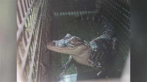 Alligator Captured From Lake In Lynwood Officials Say Youtube