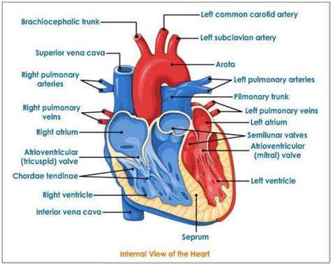 Interior View Of The Human Heart