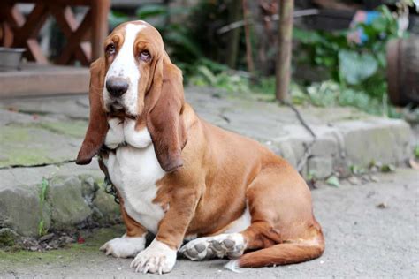 Male Vs Female Basset Hound How Different Are They